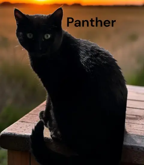 Panther