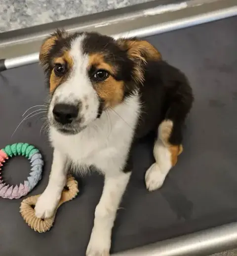 Pippa