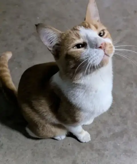 Vincent