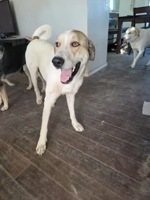 Brutus #3