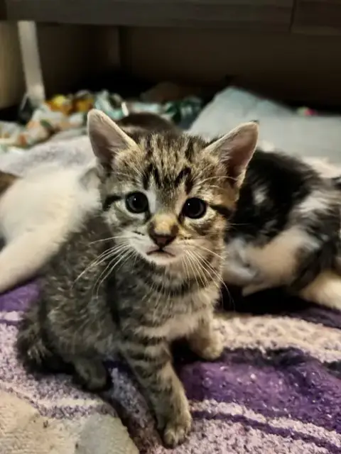 Travolta