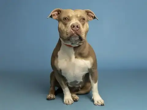Kloe