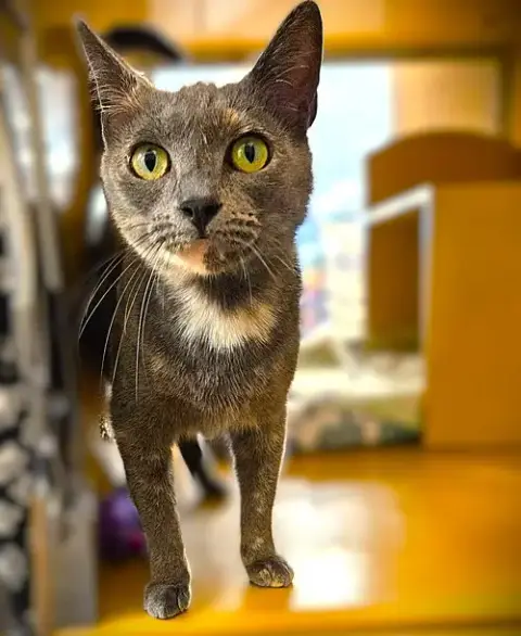Maggie Lou