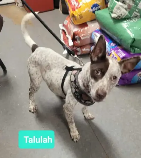 Talulah photo 2