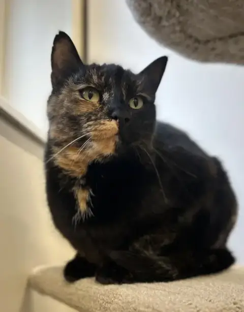 Stella