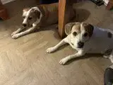 Lucky And Piper photo 5