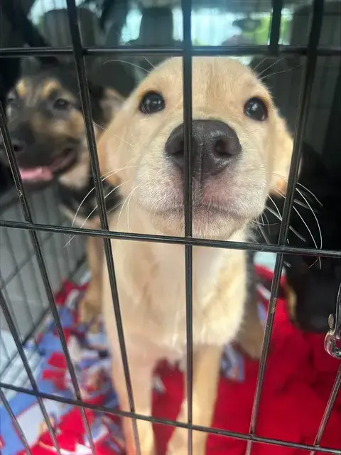 Kuzco
