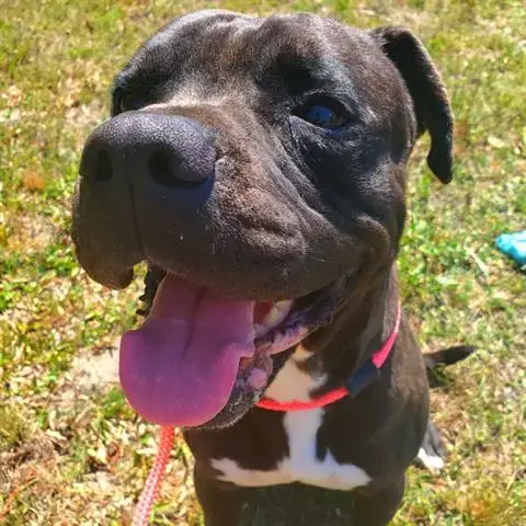 Briar