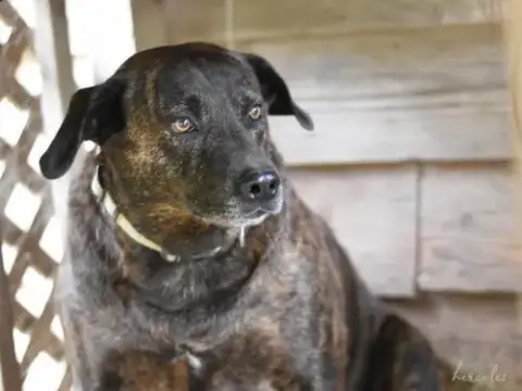 Hercules photo 2