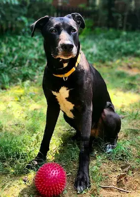 Sadie photo 2