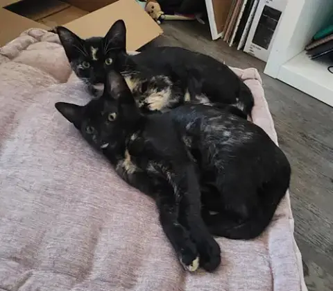 Florence & Frida #Bonded-Sisters photo 2