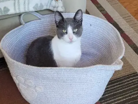 Dodger