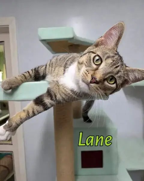 Lane photo 3