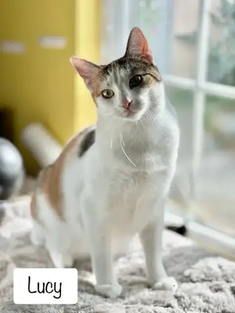 Lucy photo 3