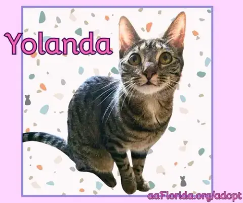 Yolanda photo 4