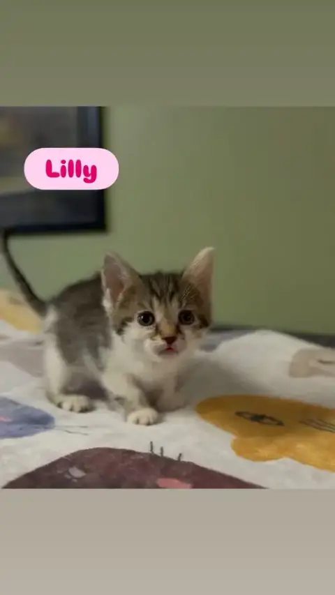 Lilly