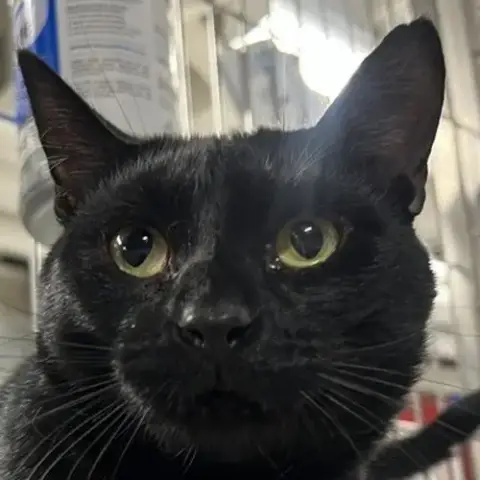 Fig