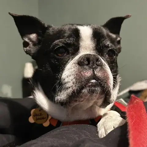 Jack Jack photo 2