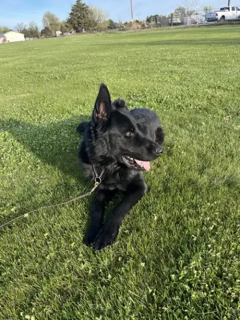 Adoption Pending