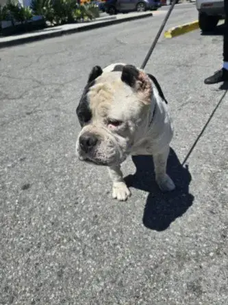 Brutus