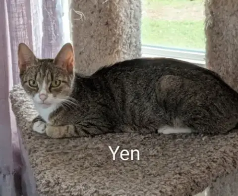 Yen