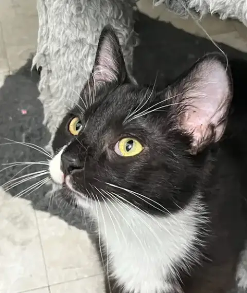 Kitten Zane photo 2