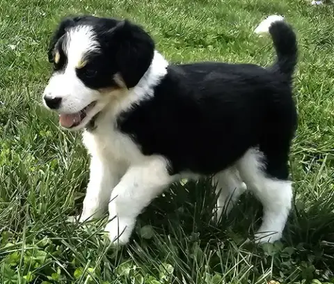 Puppy Waffles photo 2