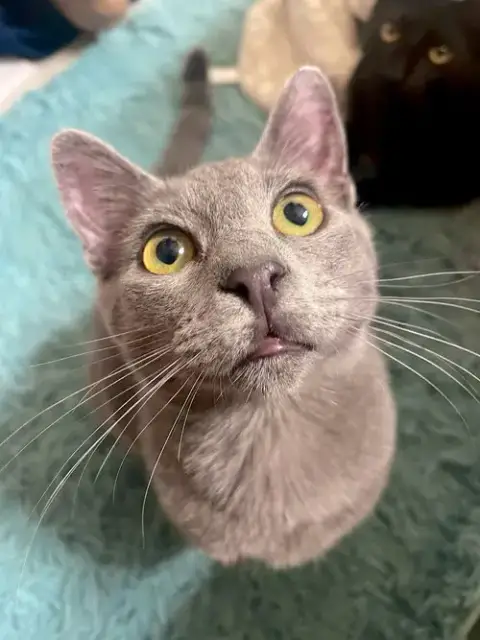Gizmo photo 2