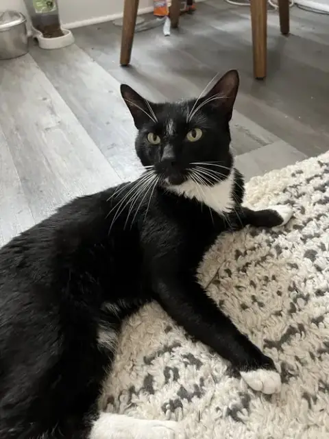Tucksie