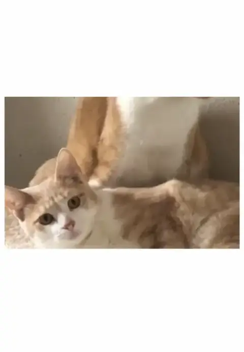 Gabriel