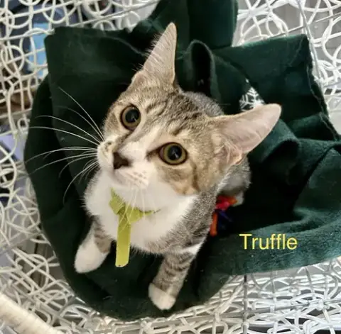 Truffle photo 2