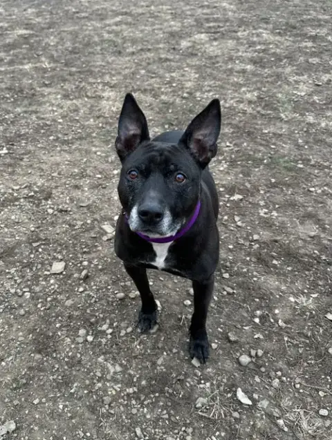 Barney photo 4