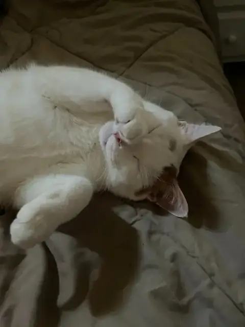 Milo photo 3