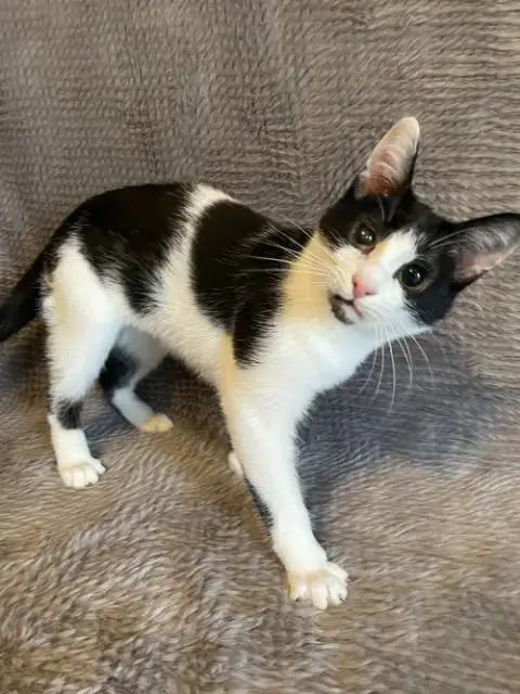 Scottie photo 2