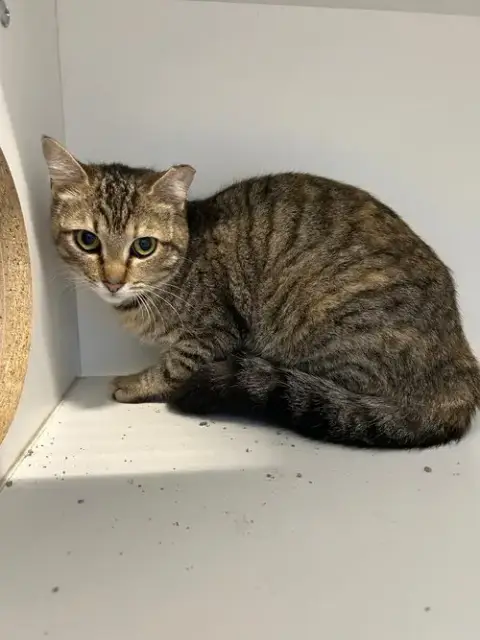 Lilo