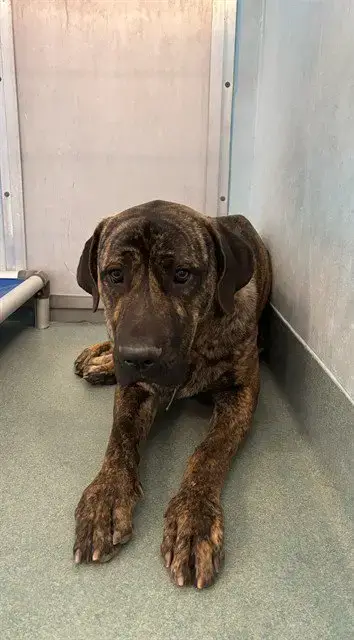 Bubba
