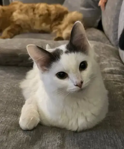 Winston