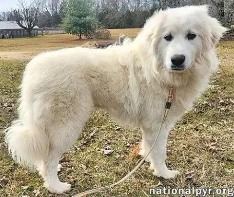 Kami In Ky photo 3