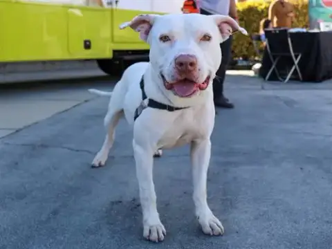 Elmer