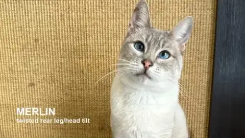 Merlin