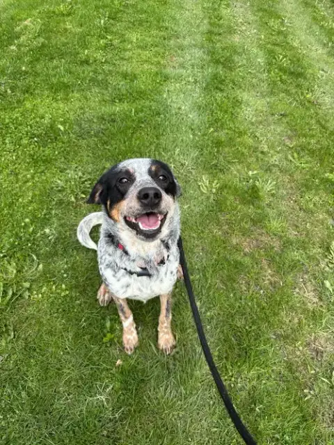 Scout photo 2
