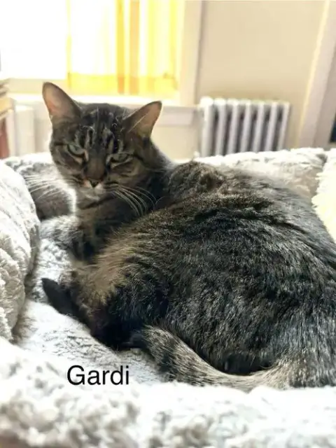 Gardi photo 2