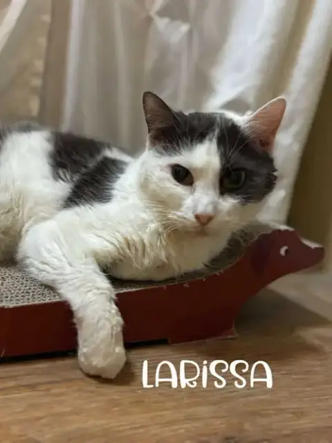 Larissa