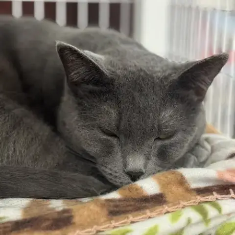 Gracie photo 2