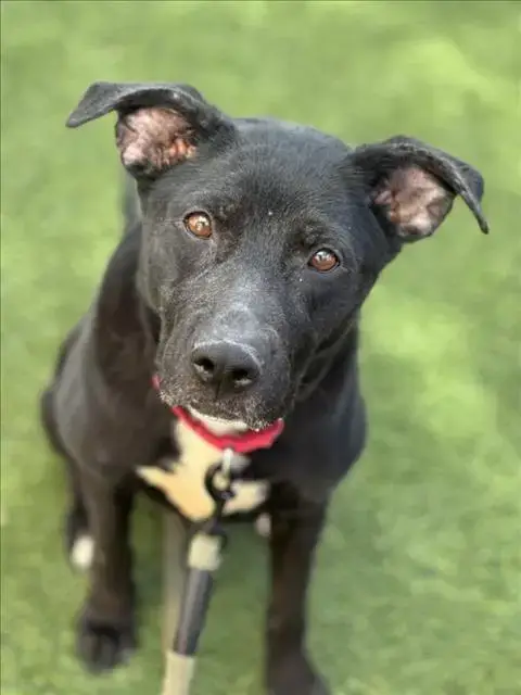 Bella