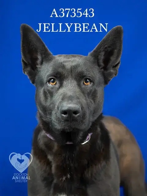 Jellybean