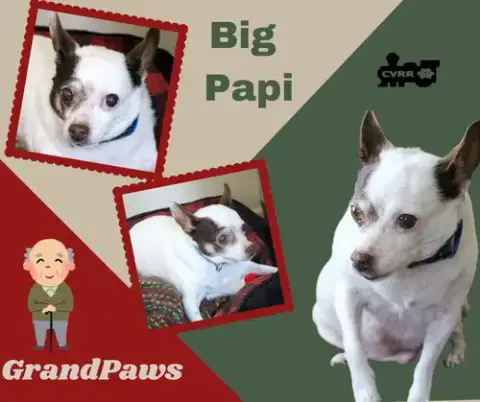 Big Papi
