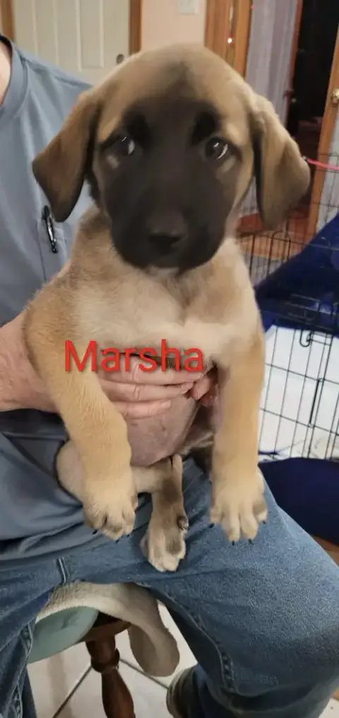 Marsha