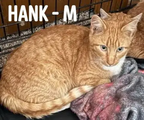 Hank photo 5