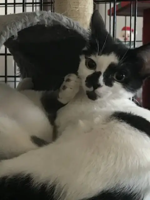 Stella photo 2